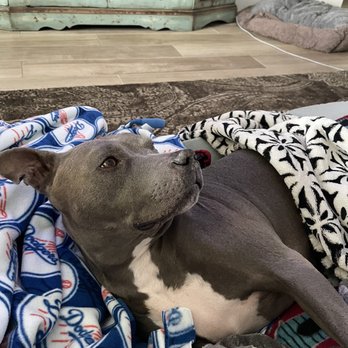 Standiford Veterinary Center - Recovery time at home! - Veterinarians Near Me - Modesto, California Standiford Veterinary Center - Recovery time at home! - Veterinarians Near Me - Modesto, California