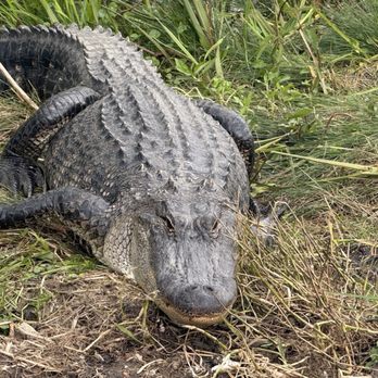 Ragin Cajun Airboat Tours - Boat Tours Near Me - Luling, Louisiana Ragin Cajun Airboat Tours - Boat Tours Near Me - Luling, Louisiana
