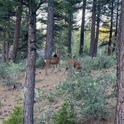 Grizzly Ranch