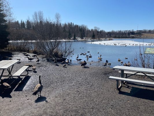 Westchester Lagoon by null