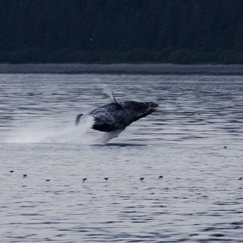 Allen Marine Tours - Tours Near Me