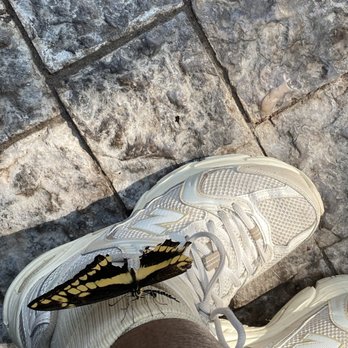 Niagara Parks Butterfly Conservatory - One landed on my ankle lol - Zoos Near Me - Niagara Falls, Ontario