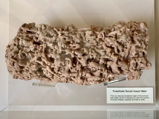 Museum of Northern Arizona by null