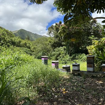 21 Degrees Estate - Bees with the "million dollar view" - Tours Near Me - Kaneohe, Hawaii