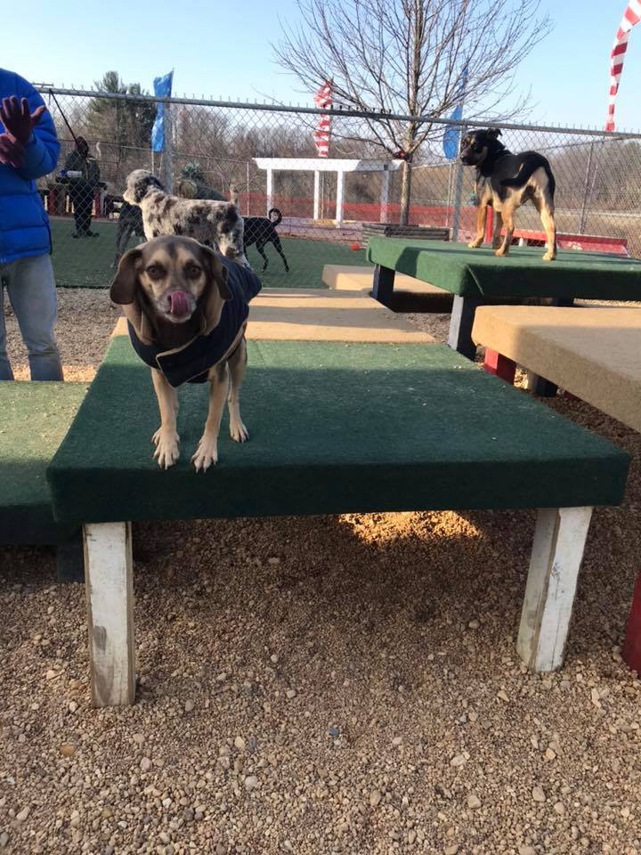 GREENBRIAR VETERINARY HOSPITAL & LUXURY PET RESORT Updated September