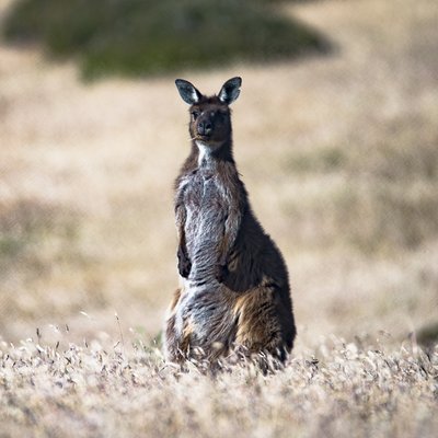 Exceptional Kangaroo Island by null