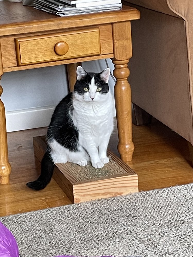 SAFE AND SOUND CAT SITTING SERVICE Updated April 2024 Camillus, New