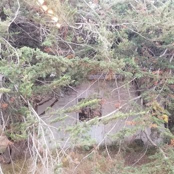 Rodriguez Tree Service - Before. It was a jungle. - Tree Services Near Me