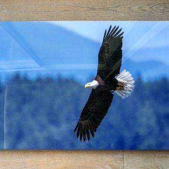 Artbeat Studios - 20 x 30 HD metal print. - Printing Services Near Me - Santa Ana, California