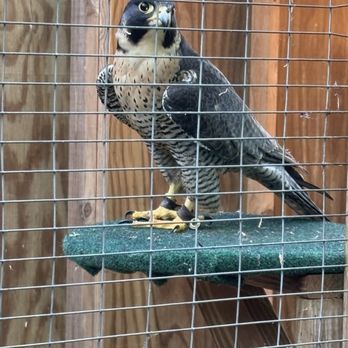 Raptor Hill Falconry - Specialty Schools Near Me - Stanley, Virginia