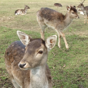 Richmond Park - Richmond Park deer. - Parks Near Me - Richmond, XGL Richmond Park - Richmond Park deer. - Parks Near Me - Richmond, XGL