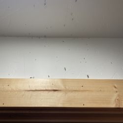 Cascade Lake Inn - slept with these bugs after they tried killing majority of them around midnight.