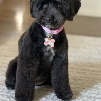 Puppy prom - Pet Groomers Near Me - Los Angeles, California Puppy prom - Pet Groomers Near Me - Los Angeles, California