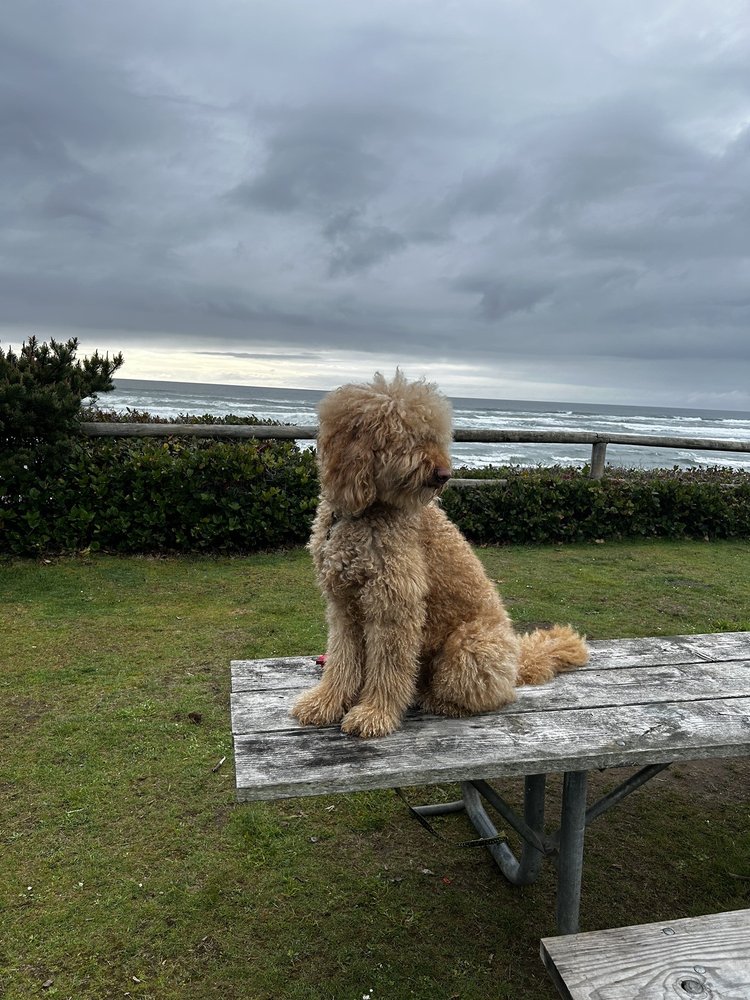 GYPSYS MOBILE DOG GROOMING Updated August 2024 Broken arrow