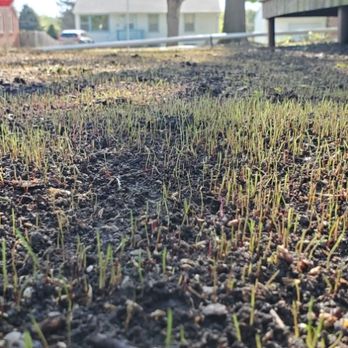 All Pro Lawn & Snow - Lawn Renovation #2 baby grass - Lawn Services Near Me - Lincoln, Nebraska All Pro Lawn & Snow - Lawn Renovation #2 baby grass - Lawn Services Near Me - Lincoln, Nebraska