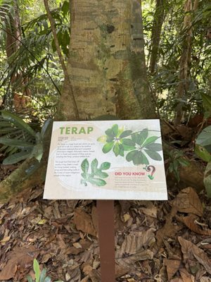 Bukit Timah Nature Reserve by null