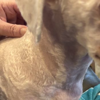Petco - Deep shave - Pet Training Near Me - Keizer, Oregon