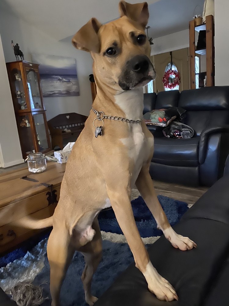 COUNTRYSIDE BED & BISCUIT FOR PETS Updated April 2024 64 Photos & 12 Reviews 3246 Judes