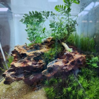 Aquascapes - Local Fish Stores Near Me - Honolulu, Hawaii Aquascapes - Local Fish Stores Near Me - Honolulu, Hawaii