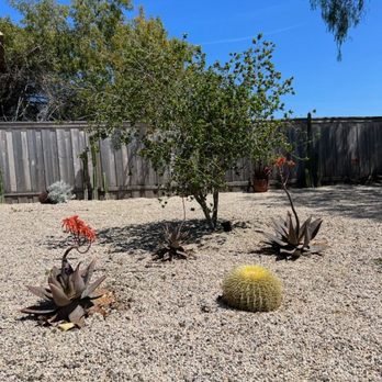 Brookside Landscape Design - Reused aloes from the front and cactus cuttings used along the fence. - Landscaping Near Me