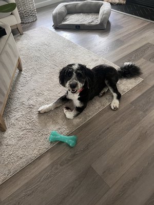 Fetch Family Pet Resort