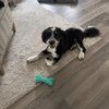 Fetch Pet Resort gift card