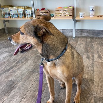 Clean Paws - Pet Groomers Near Me - Broken Arrow, Oklahoma Clean Paws - Pet Groomers Near Me - Broken Arrow, Oklahoma