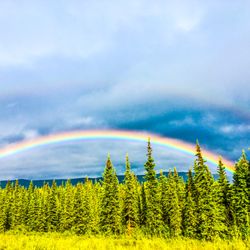 Moose Cab & Tours
