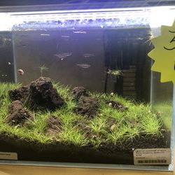 Rift 2 Reef Aquatics - Planted pico tank.