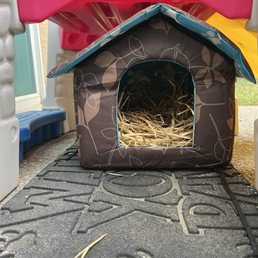 Here is some of the straw we put in one of feral kitty shelters. Here is some of the straw we put in one of feral kitty shelters.