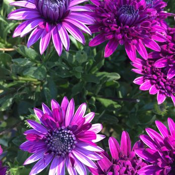 Armstrong Garden Centers - Purple :) - Nurseries & Gardening Near Me - Newport Beach, California
