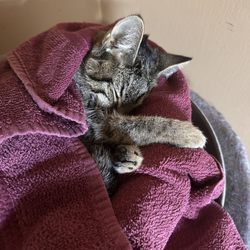 Mass-RI Veterinary ER