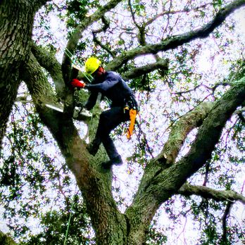 Advanced Arbor Professional Tree Care - Experienced climber - Tree Services Near Me Advanced Arbor Professional Tree Care - Experienced climber - Tree Services Near Me