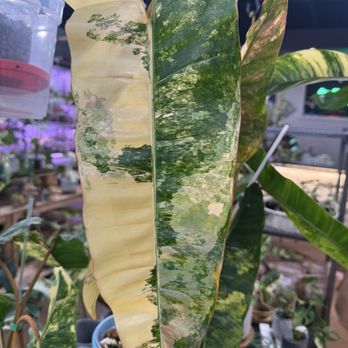 Happy Plants - Nurseries & Gardening Near Me - Oklahoma City, Oklahoma Happy Plants - Nurseries & Gardening Near Me - Oklahoma City, Oklahoma