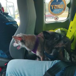 Our pups chilling while Ron was hooking up our ailing truck. Our pups chilling while Ron was hooking up our ailing truck.