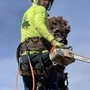 Photo of HS Tree Service