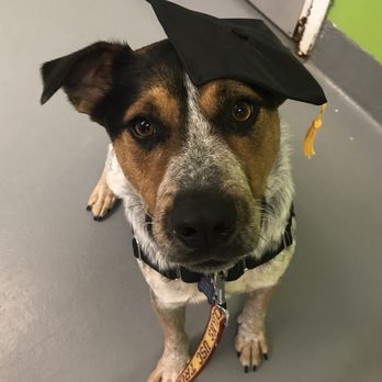 Paw Commons - Cooper's Graduation Day! - Pet Sitting Near Me - San Diego, California Paw Commons - Cooper's Graduation Day! - Pet Sitting Near Me - San Diego, California