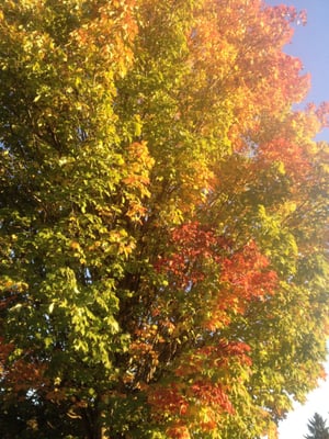 Charles Jordan Community Center by null