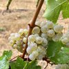 Chehalem Winery gift card