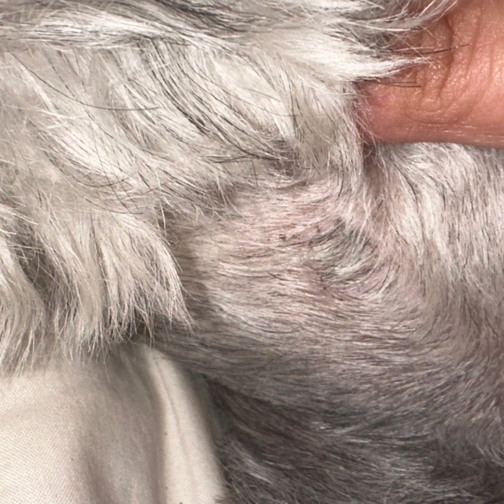 Healed cut on my dogs neck.