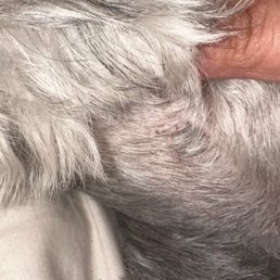 Healed cut on my dogs neck. Healed cut on my dogs neck.