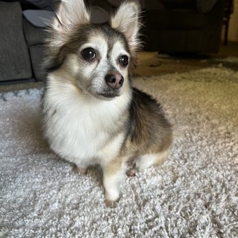 Central Barks - Wolf - Pet Groomers Near Me - Salinas, California