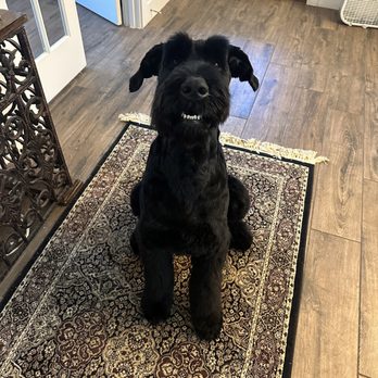 Legacy Grooming - Pet Groomers Near Me - McKinney, Texas