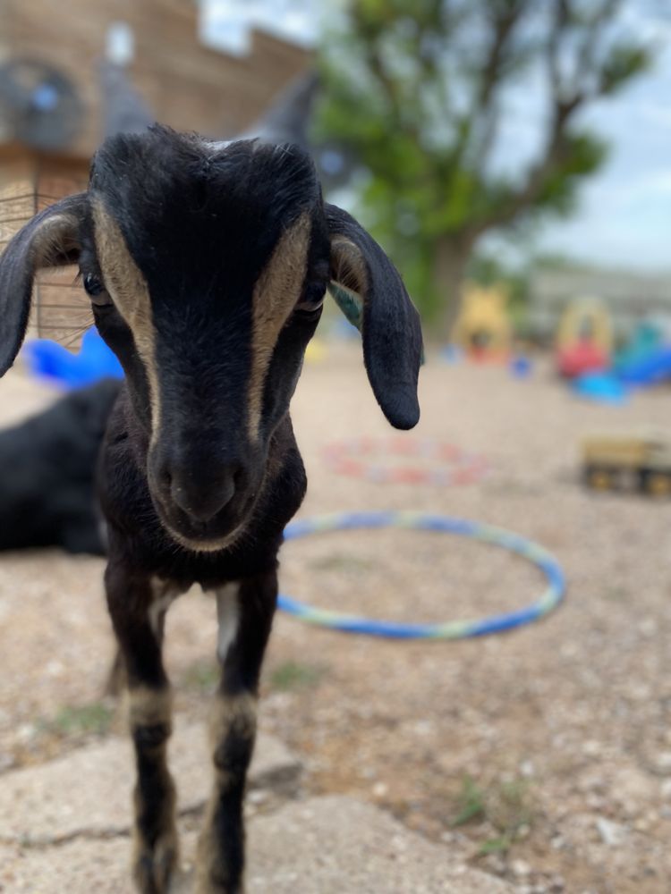 The Homegrown School - childcare center in Manor, TX
