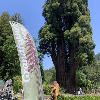 Grandfather Tree - The tree itself - Souvenir Shops Near Me - Piercy, California