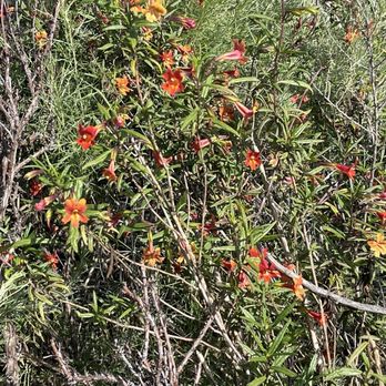 Calavera Lake - Hiking Near Me - Carlsbad, California