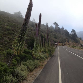 Devil's Slide Coastal Trail - Near the south entrance a grove full of Pride of Madeira sprouts.  This plant does well in foggy areas. - Hiking Near Me - Pacifica, California