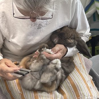 Sunshine Rabbit Center - Grooming with her favorite person Audrey! - Pet Groomers Near Me - Long Beach, California Sunshine Rabbit Center - Grooming with her favorite person Audrey! - Pet Groomers Near Me - Long Beach, California