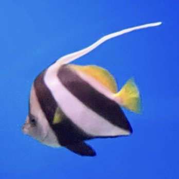 Georgia Aquarium - Pennant Butterflyfish - Aquariums Near Me - Atlanta, Georgia Georgia Aquarium - Pennant Butterflyfish - Aquariums Near Me - Atlanta, Georgia