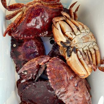 Octopus Islands Provincial Park - Caught some red rock crab near by - Boating Near Me Octopus Islands Provincial Park - Caught some red rock crab near by - Boating Near Me